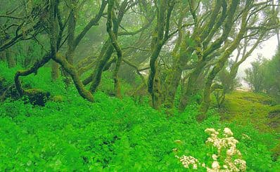 Los Tilos de Moya Nature Reserve