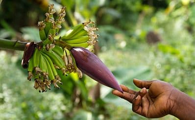 La Cooperative Provanille