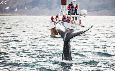 Whale Watching
