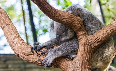 Currumbin Wildlife Sanctuary