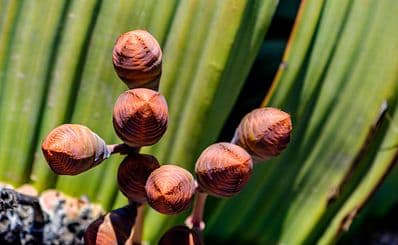 National Botanic Garden of Namibia