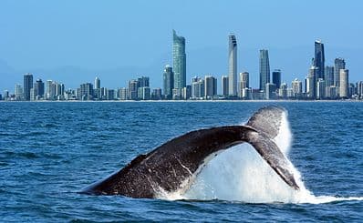 Gold Coast Kryssning
