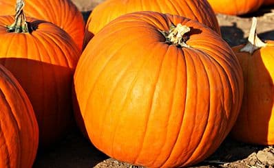 Tanaka Farms U-Pick Pumpkin Patch