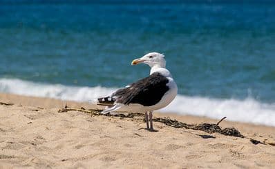 Seagull Beach