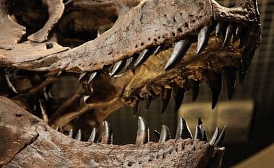Houston Museum Of Natural Science