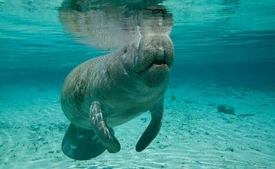 Manatee Lagoon