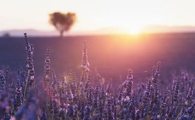 Provence's Lavender Fields
