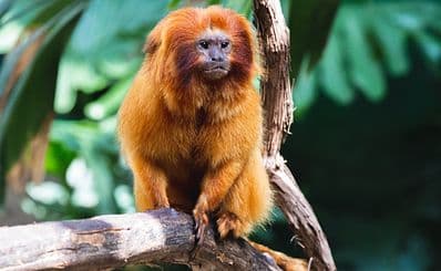 Zoológico de São Paulo