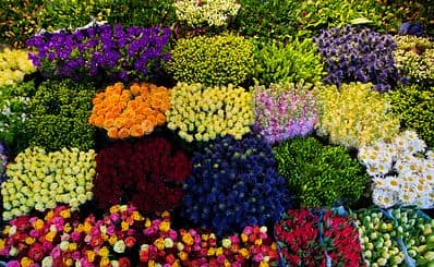 Dadar Flower Market