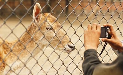 Lahore Zoo & Safari Park