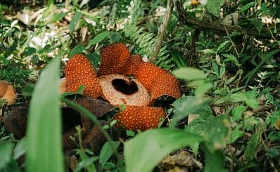 Rasa Ria Reserve by Shangri-La