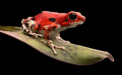 Red Frog Beach