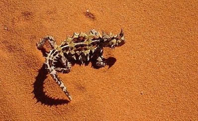 Alice Springs Desert Park