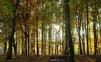 The Hague Forest