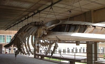 University Museum of Zoology