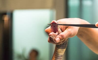 Snake Alley