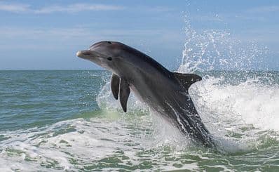 Kayaking with Dolphins