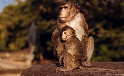 The Angkor Centre for Conservation of Biodiversity
