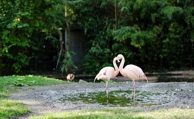 Zoo de Francfort