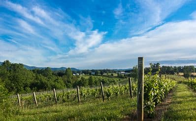 Grandfather Vineyard & Winery