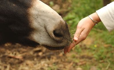 Arabia's Wildlife Centre