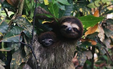 Meet the Sloths at Toucan Rescue Ranch