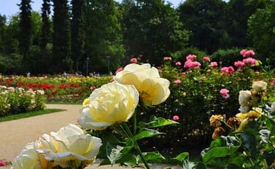 Rose Garden 'Rozanka'