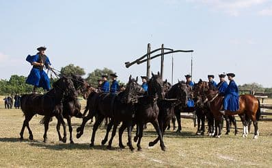 Máta Stud Farm