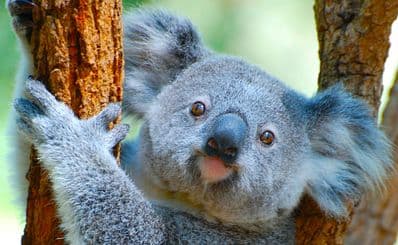 Billabong Sanctuary