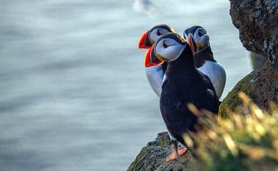 See Puffins in Their Natural Habitat