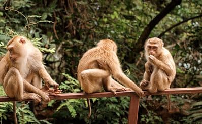 Monkey Hill Viewpoint