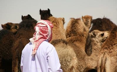 Al Ain Camel Market