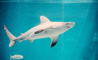 Sharjah Aquarium