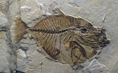 Fossils Museum of Bolca