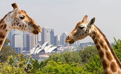 タロンガ動物園 / Taronga Zoo