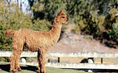 Orana Wildlife Park