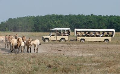 Hortobágy Wildlife Park – Puszta Safari