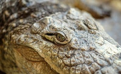 Malcolm Douglas Crocodile Park