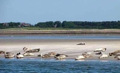 Amrum Island