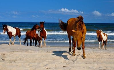 Wild Ponies of Assateague Island