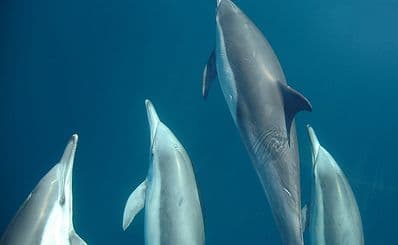 Swim with Dolphins