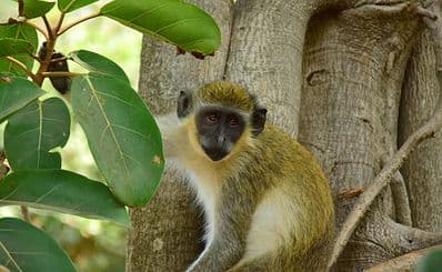 Abuko Nature Reserve