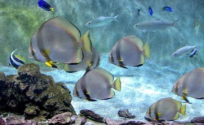 Acuario de Gijon