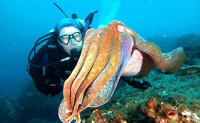 Jetty Dive Centre