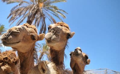 Oasis Wildlife Fuerteventura