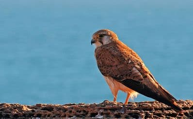 Broome Bird Observatory