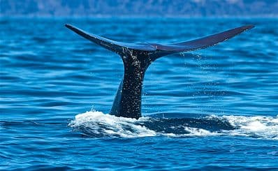 Whale Watching