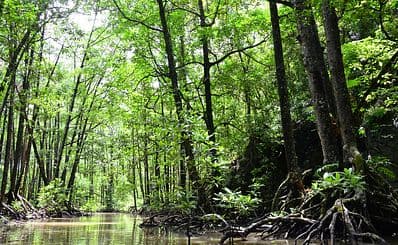 Mangrove Nature Reserve