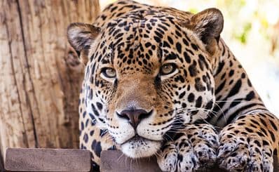 Palm Beach Zoo & Conservation Society