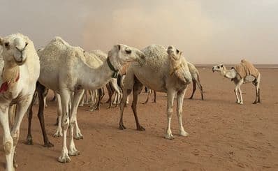 Al Qassim Camel Market
